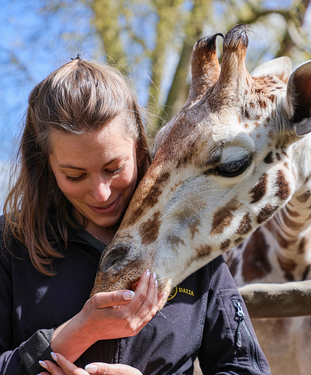 Girafe et soigneur