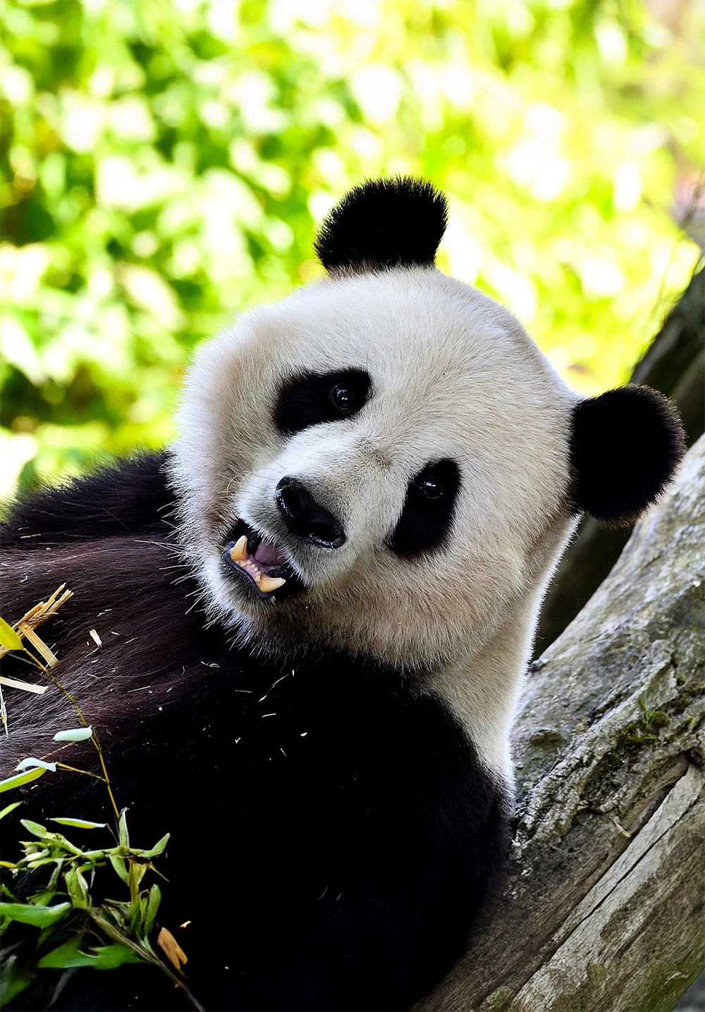 Panda