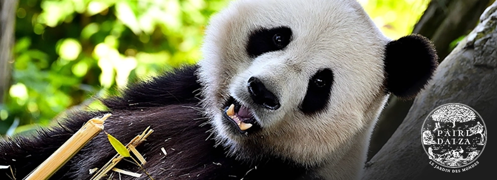 Pairi Daiza